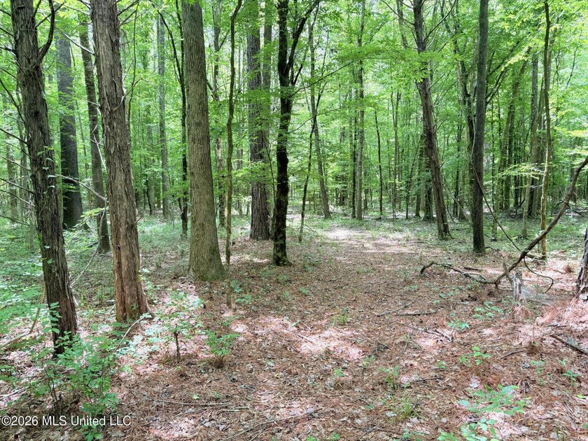 This 164.19 surveyed-acre property on Potluck Road in Canton - photo 13