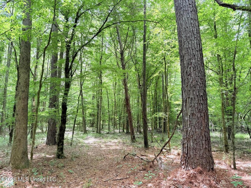 This 164.19 surveyed-acre property on Potluck Road in Canton - photo 15