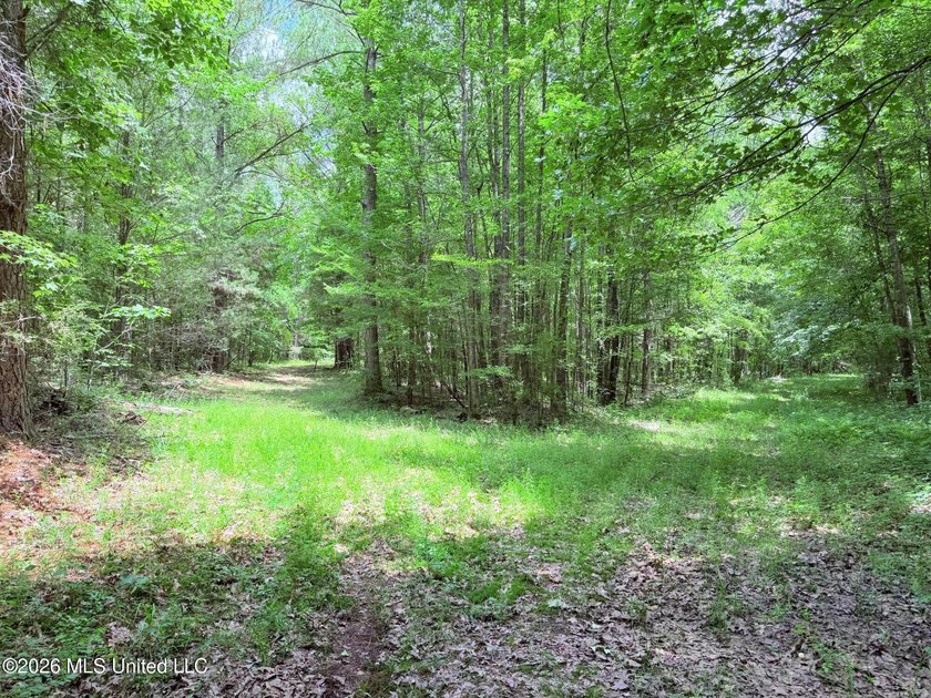 This 164.19 surveyed-acre property on Potluck Road in Canton - photo 22