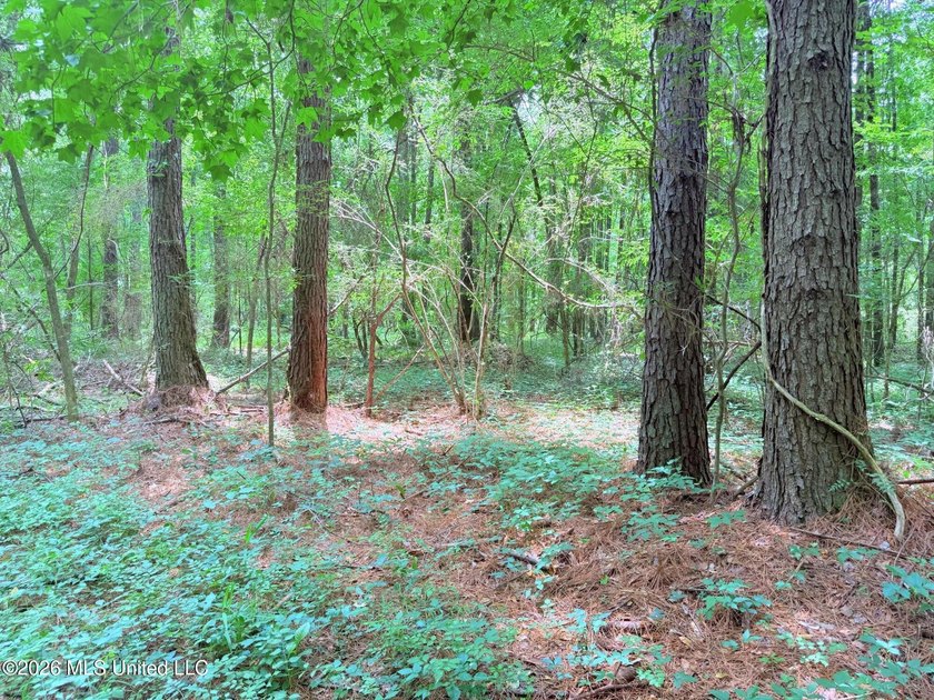 This 164.19 surveyed-acre property on Potluck Road in Canton - photo 25
