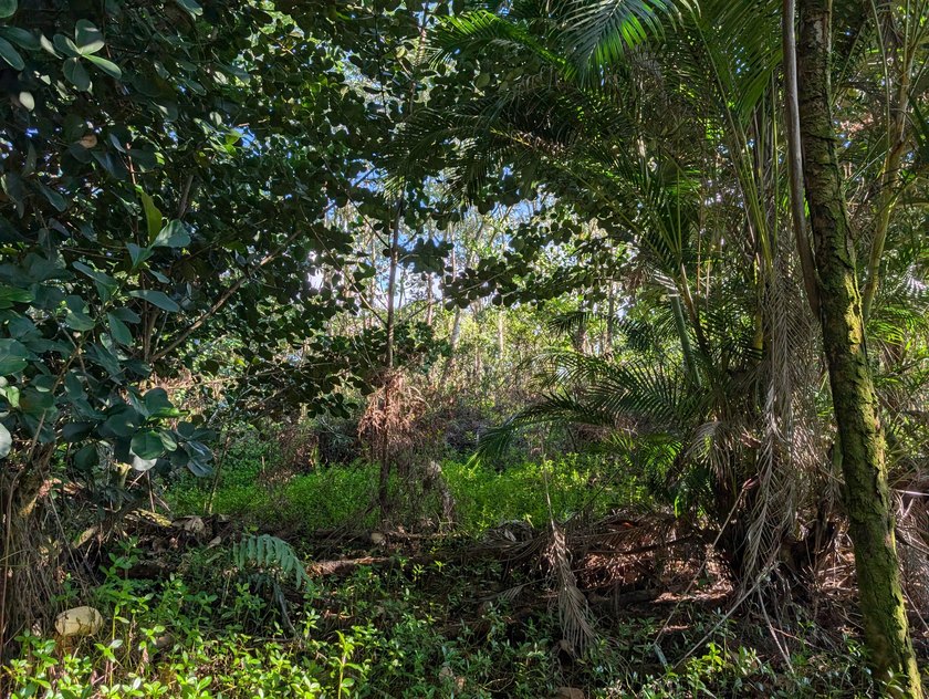 This 1-acre parcel offers a naturally forested setting with - photo 4