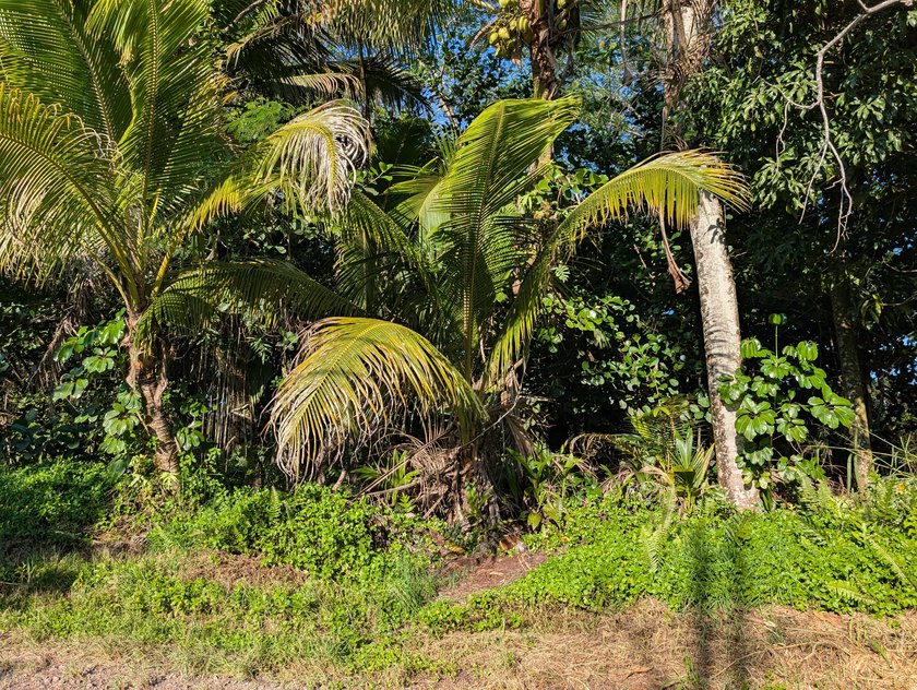 This 1-acre parcel offers a naturally forested setting with - photo 5