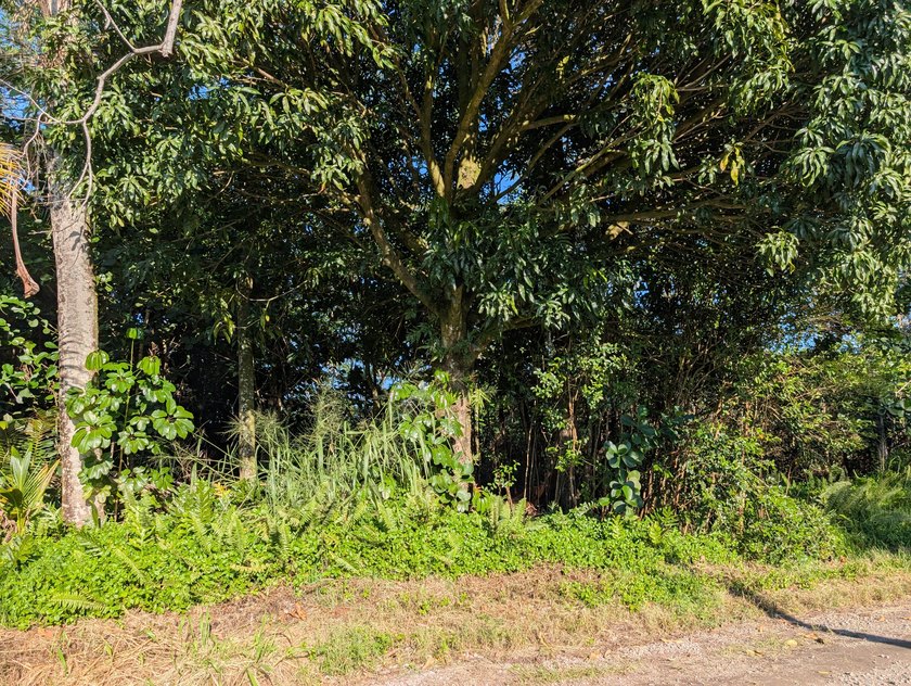This 1-acre parcel offers a naturally forested setting with - photo 6