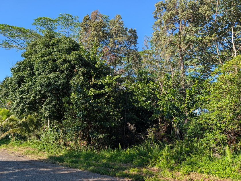 This 1-acre parcel offers a naturally forested setting with - photo 7