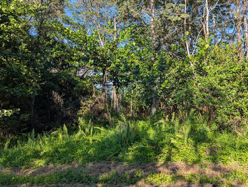 This 1-acre parcel offers a naturally forested setting with - photo 8