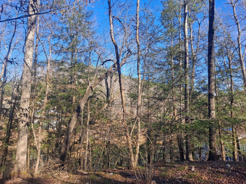 Wooded Lake Lot, Deep Water, Brushy - photo 2