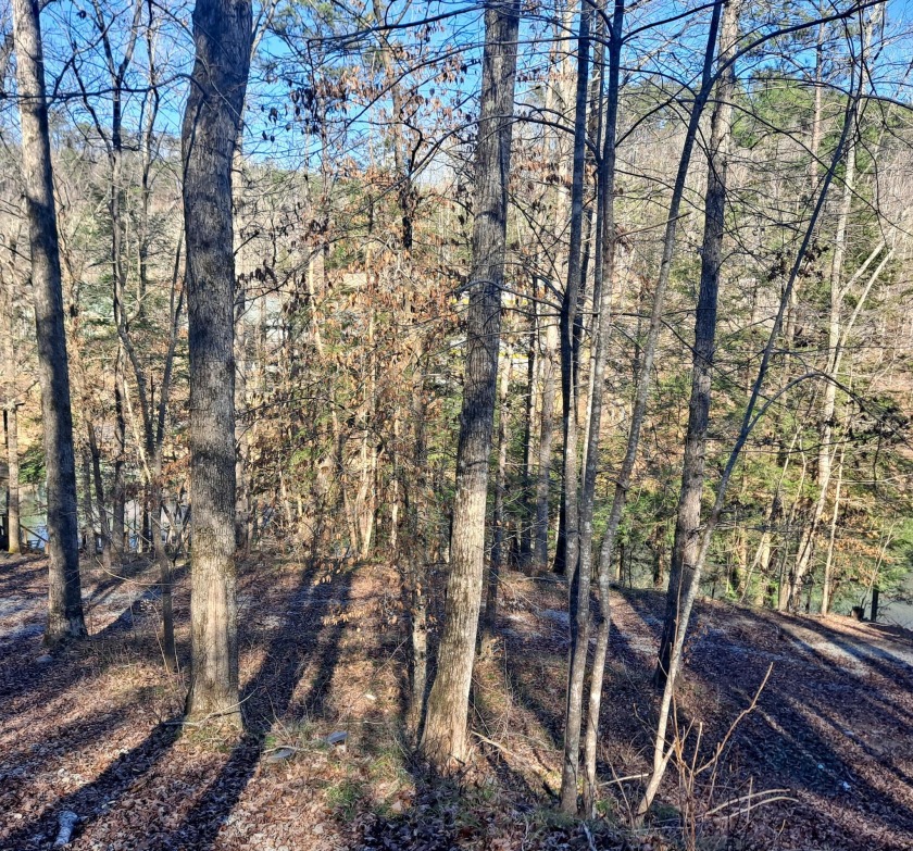 Wooded Lake Lot, Deep Water, Brushy - photo 5