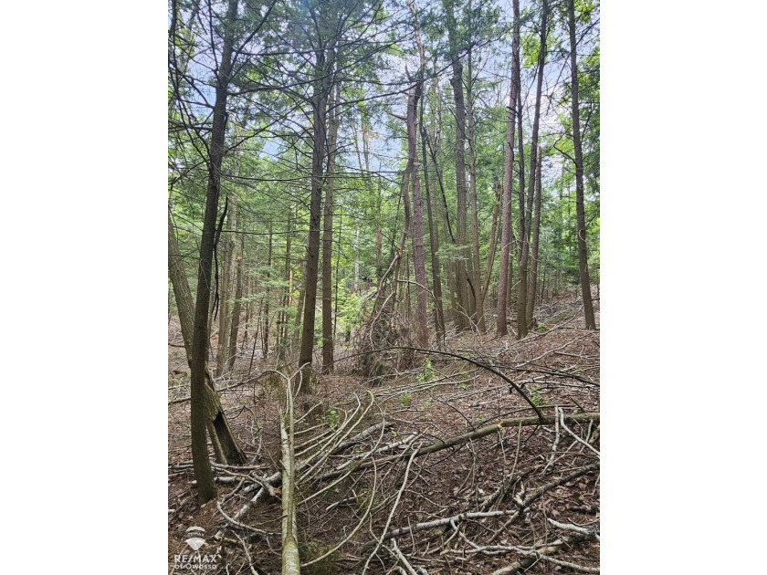 Great Building Site. Neighboring address is 10028 Spile Dam Rd - photo 11