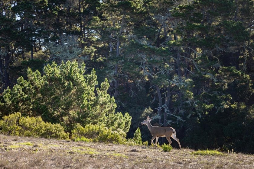 Welcome to one of Tehama's finest lots. Nestled on a ridgeline - photo 10