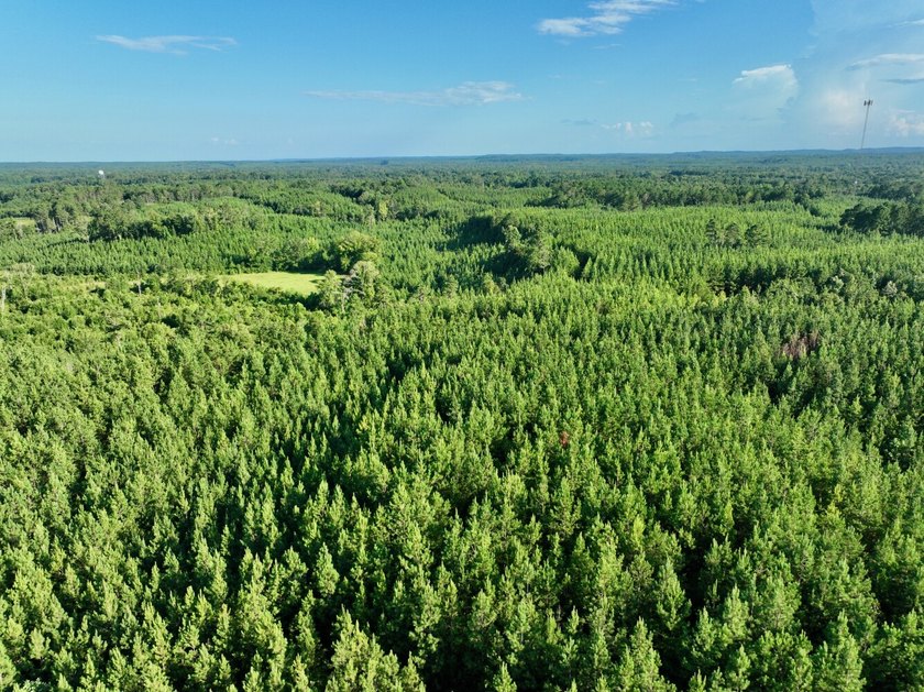 Located in Choctaw County, Alabama, Pushmataha includes 240+- - photo 42