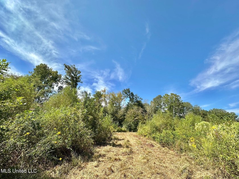 +/- 37 acres located in the Tuscolameta Creek bottom along the - photo 10