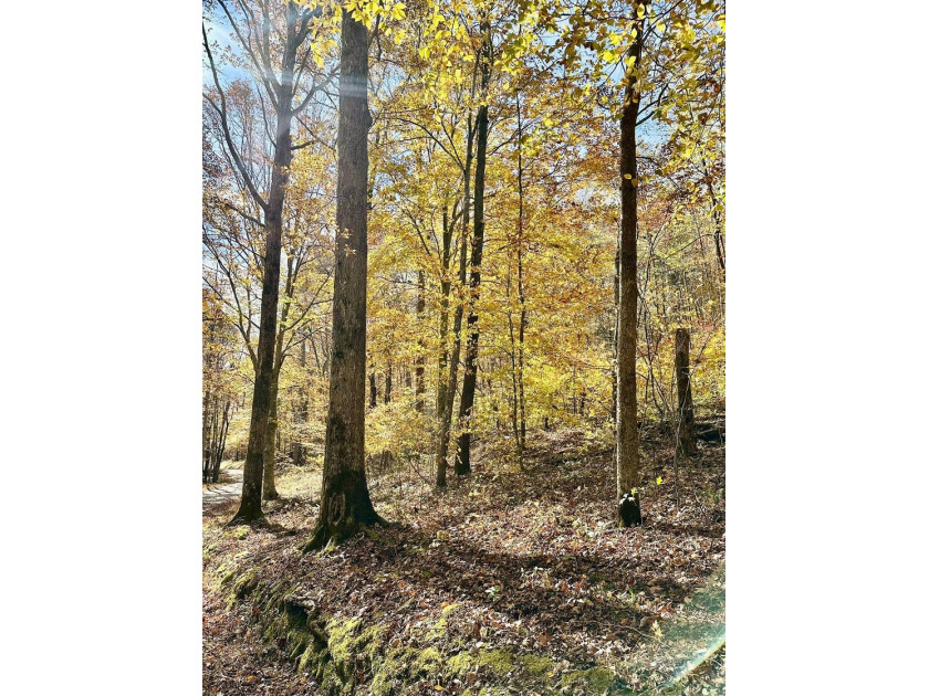 A 21.58 Acre property in Pulaski County with HUGE Potential! - photo 11