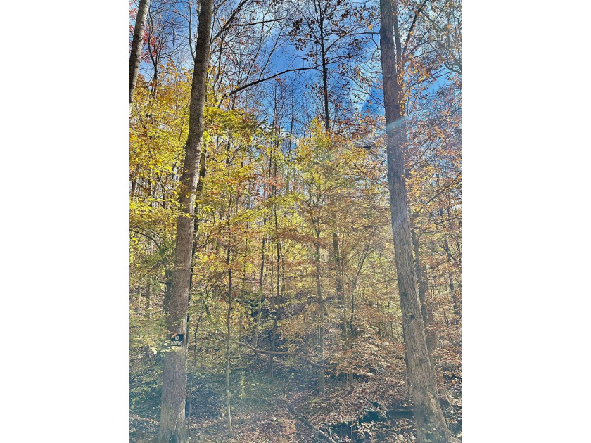 A 21.58 Acre property in Pulaski County with HUGE Potential! - photo 34