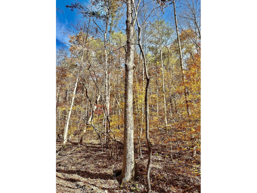A 21.58 Acre property in Pulaski County with HUGE Potential! - photo 41