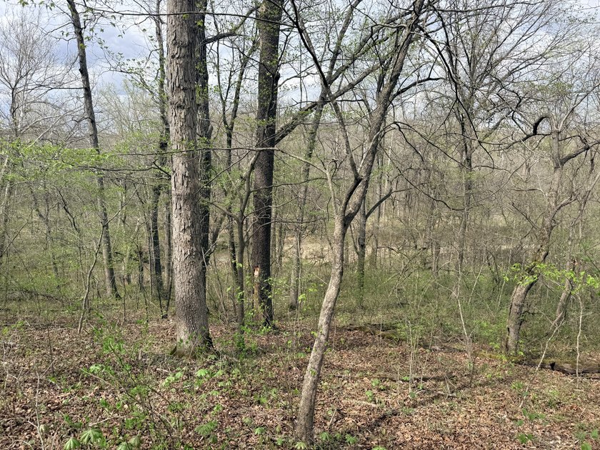 This is beautiful place here in Camden county Mo!! 41.64 acres - photo 13