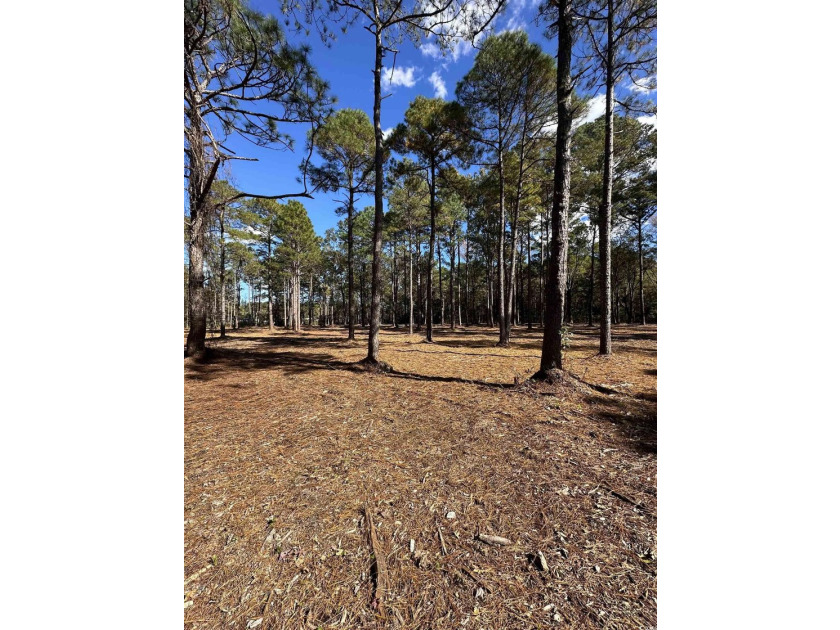 Private Wooded Acreage with Endless Possibilities off Hwy 707 - photo 3