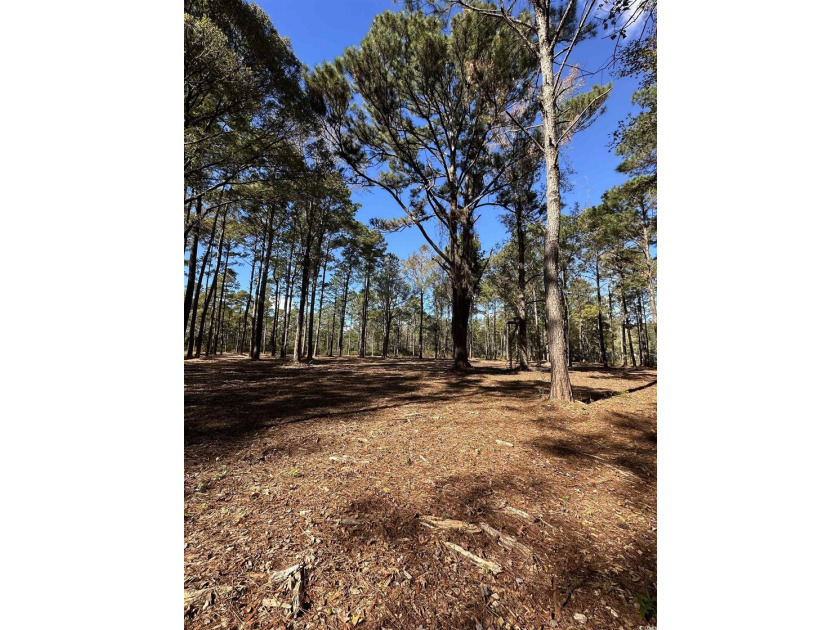 Private Wooded Acreage with Endless Possibilities off Hwy 707 - photo 4