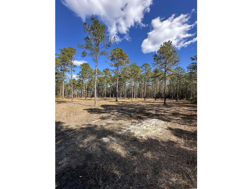 Private Wooded Acreage with Endless Possibilities off Hwy 707 - photo 6
