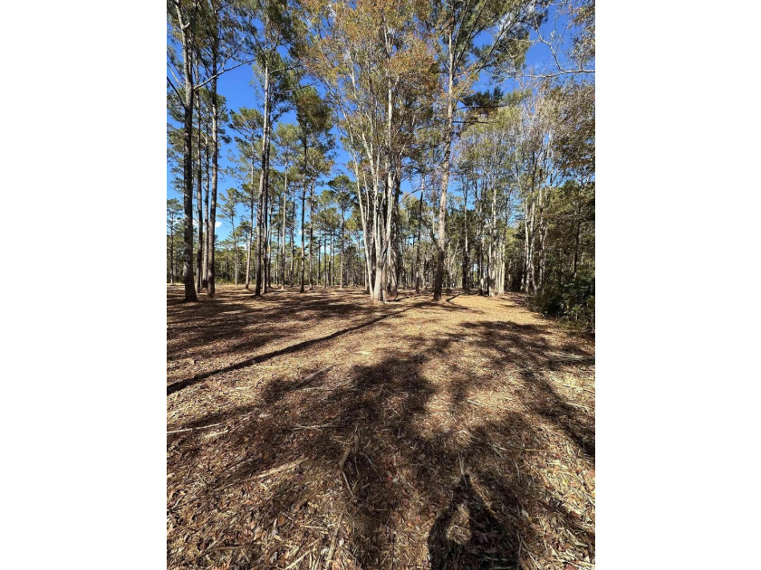 Private Wooded Acreage with Endless Possibilities off Hwy 707 - photo 7