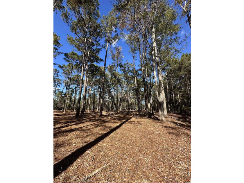 Private Wooded Acreage with Endless Possibilities off Hwy 707 - photo 8
