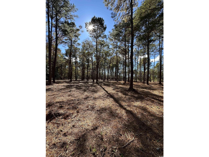 Private Wooded Acreage with Endless Possibilities off Hwy 707 - photo 9