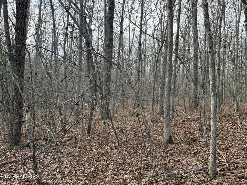 Beautiful wooded 1.5Acre lot in the Quiet Country Setting of - photo 3