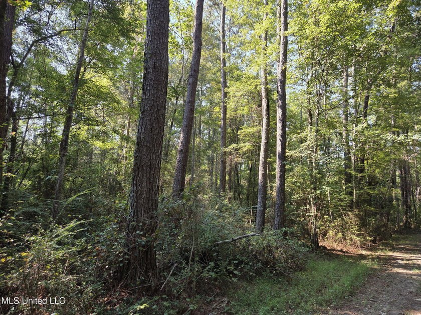 Escape to nature with this beautiful 21.79+/- acre wooded - photo 4