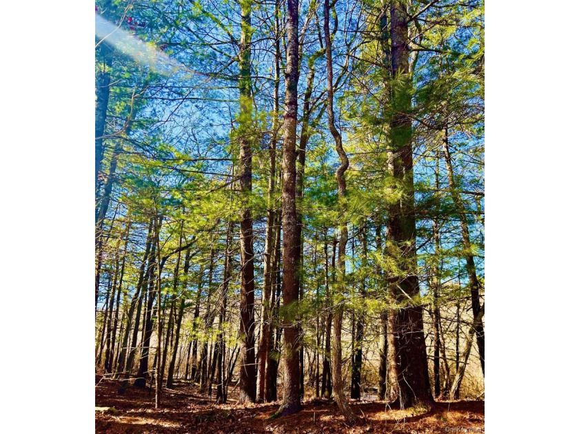 Extremely rare offering of 5.25 acres of undeveloped, wooded - photo 4