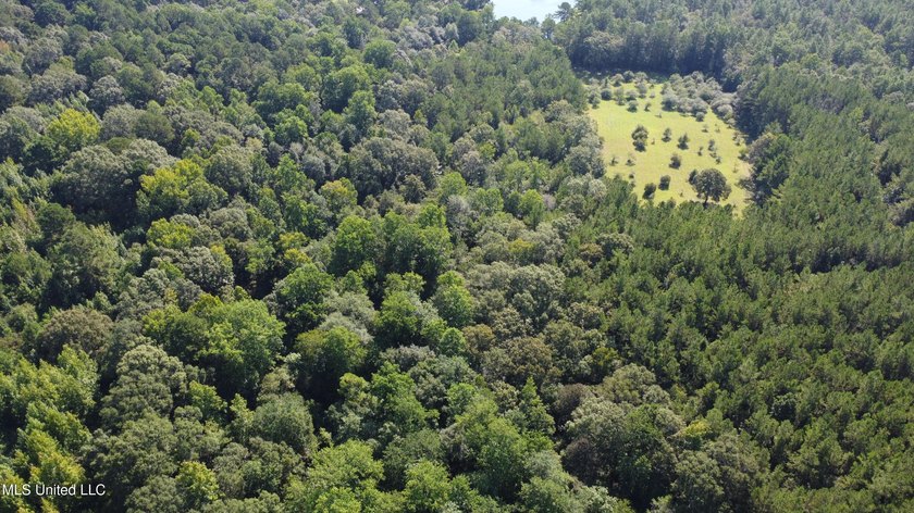 92 Acres of Timber, Wildlife, and Homesite Potential - Pearl - photo 11