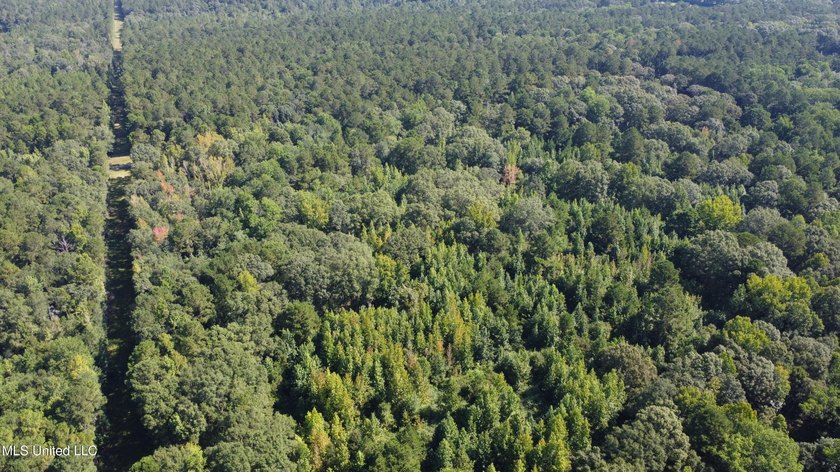92 Acres of Timber, Wildlife, and Homesite Potential - Pearl - photo 12