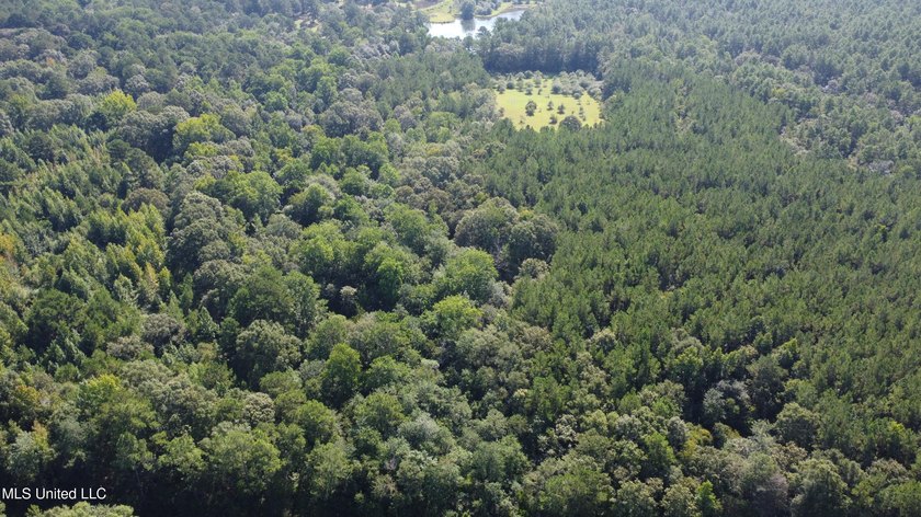 92 Acres of Timber, Wildlife, and Homesite Potential - Pearl - photo 13