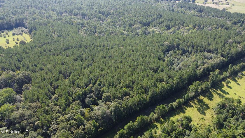 92 Acres of Timber, Wildlife, and Homesite Potential - Pearl - photo 14