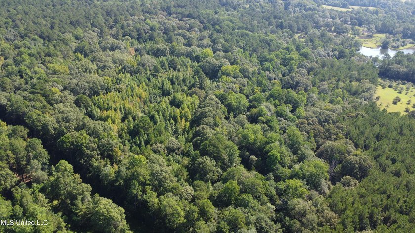 92 Acres of Timber, Wildlife, and Homesite Potential - Pearl - photo 15