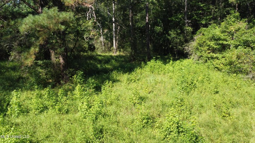 92 Acres of Timber, Wildlife, and Homesite Potential - Pearl - photo 17