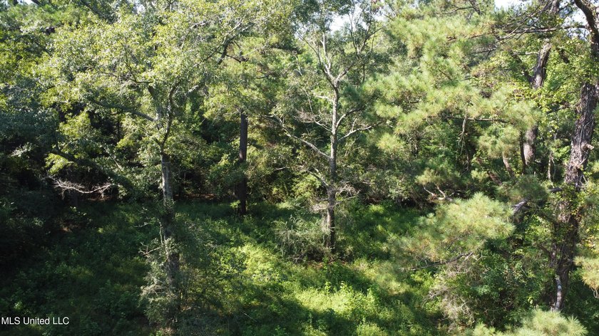 92 Acres of Timber, Wildlife, and Homesite Potential - Pearl - photo 18