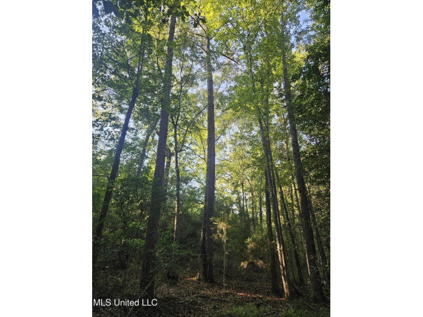 92 Acres of Timber, Wildlife, and Homesite Potential - Pearl - photo 19
