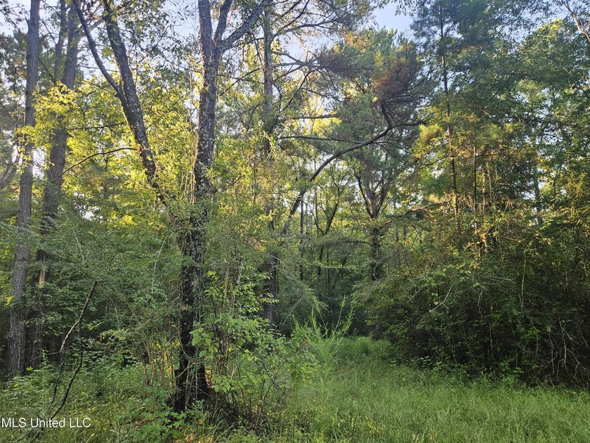 92 Acres of Timber, Wildlife, and Homesite Potential - Pearl - photo 22