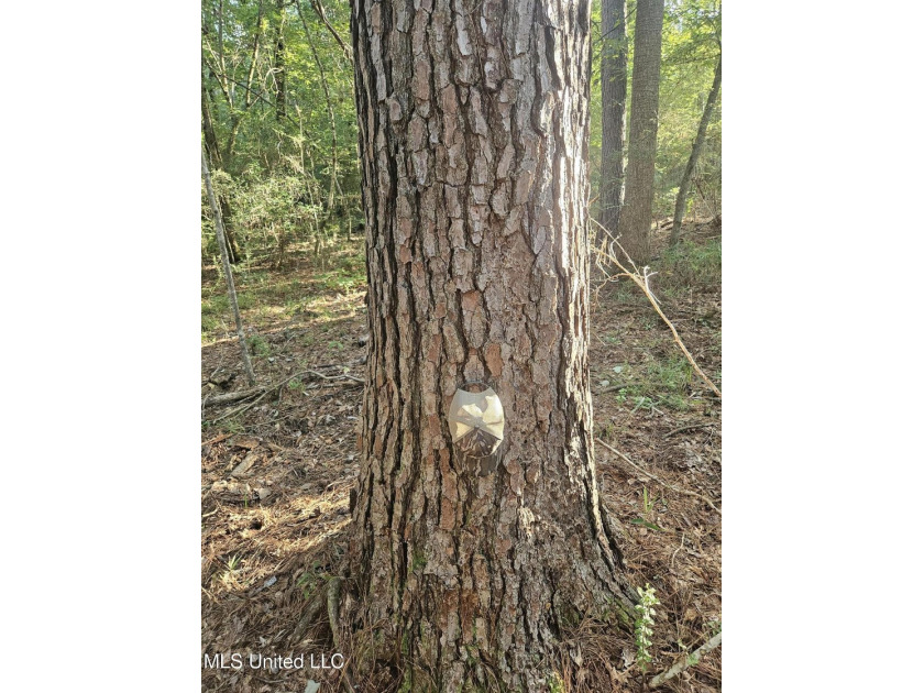 92 Acres of Timber, Wildlife, and Homesite Potential - Pearl - photo 25