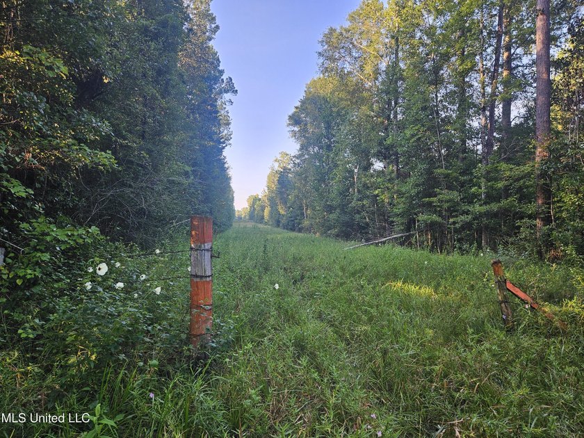 92 Acres of Timber, Wildlife, and Homesite Potential - Pearl - photo 27