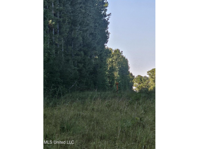 92 Acres of Timber, Wildlife, and Homesite Potential - Pearl - photo 31