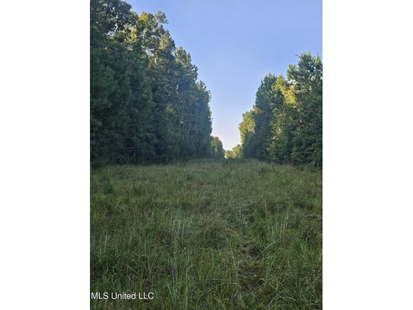 92 Acres of Timber, Wildlife, and Homesite Potential - Pearl - photo 32