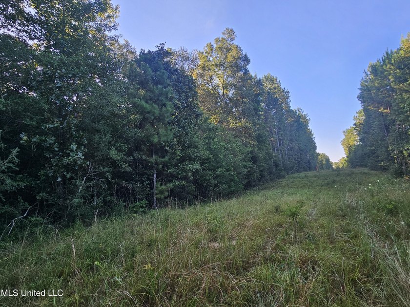 92 Acres of Timber, Wildlife, and Homesite Potential - Pearl - photo 33