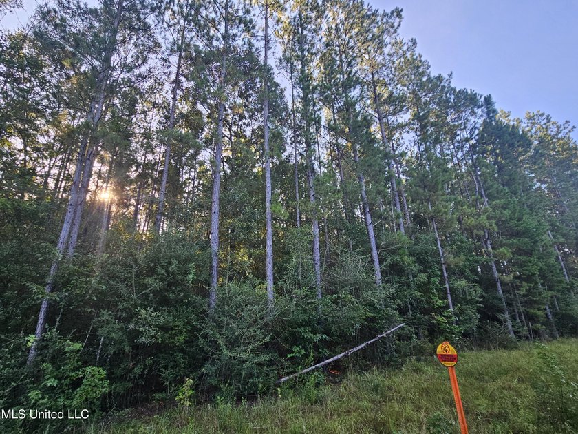92 Acres of Timber, Wildlife, and Homesite Potential - Pearl - photo 34