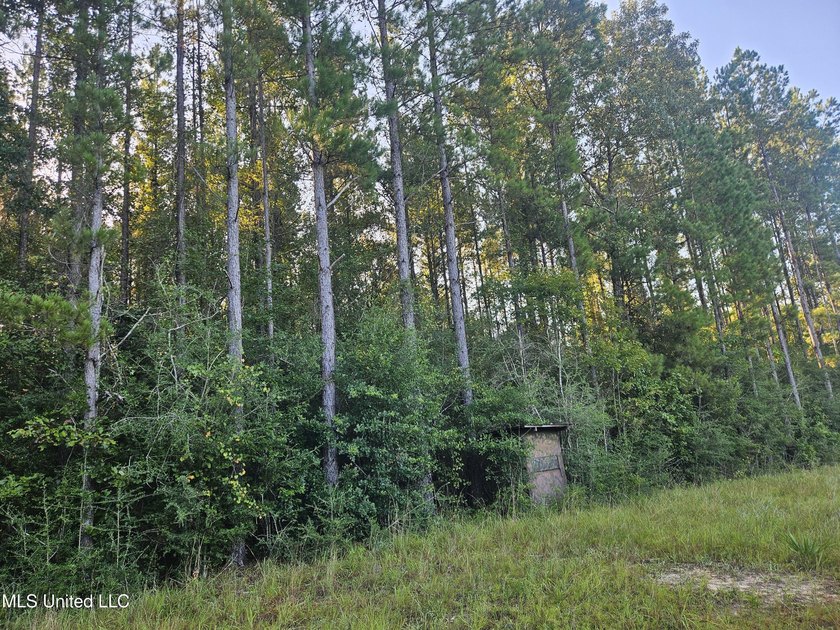 92 Acres of Timber, Wildlife, and Homesite Potential - Pearl - photo 35