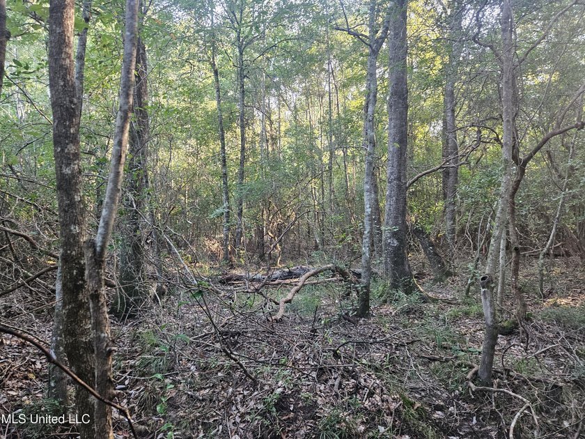 92 Acres of Timber, Wildlife, and Homesite Potential - Pearl - photo 38