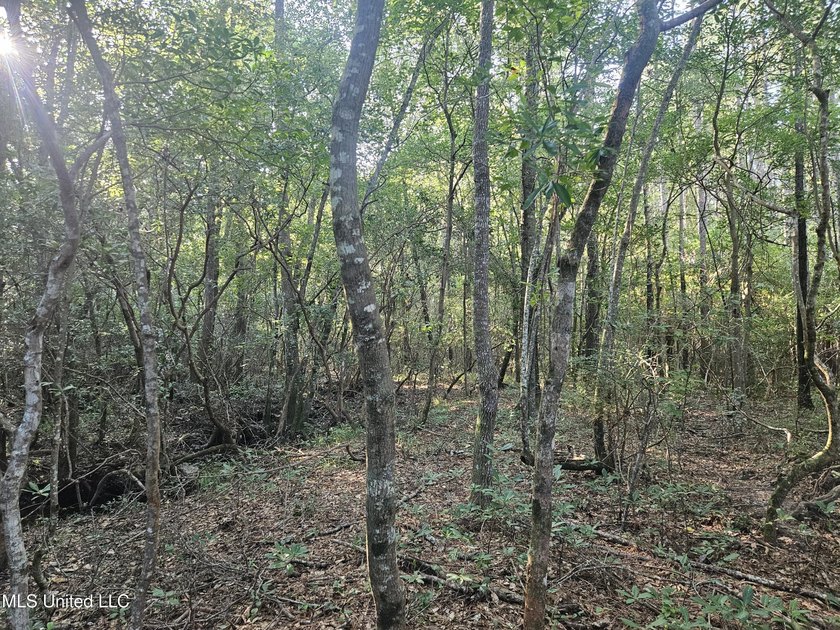 92 Acres of Timber, Wildlife, and Homesite Potential - Pearl - photo 39