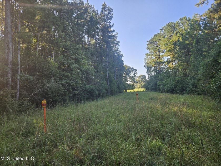 92 Acres of Timber, Wildlife, and Homesite Potential - Pearl - photo 42