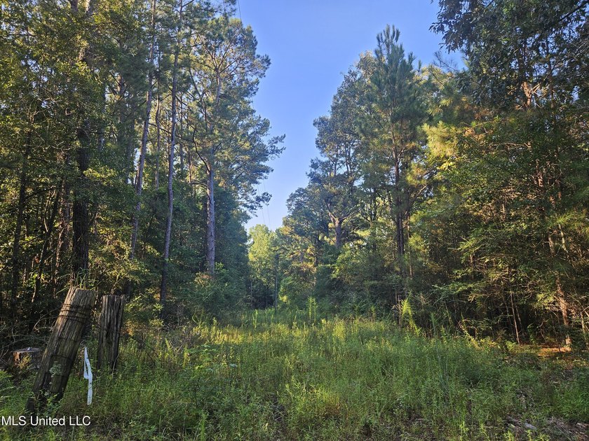 92 Acres of Timber, Wildlife, and Homesite Potential - Pearl - photo 43