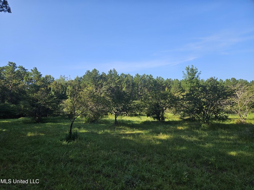 92 Acres of Timber, Wildlife, and Homesite Potential - Pearl - photo 45