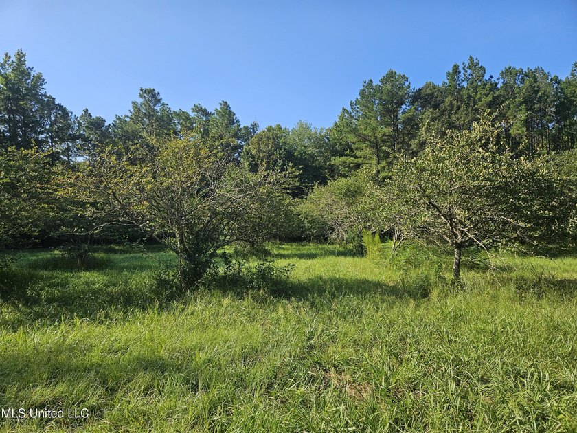 92 Acres of Timber, Wildlife, and Homesite Potential - Pearl - photo 47